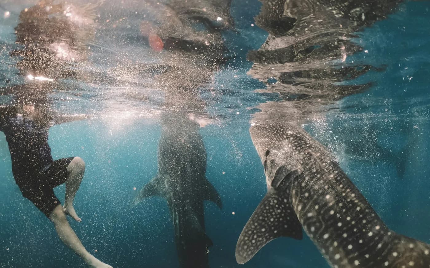 Car Rental Cebu for Oslob Whale Shark Tour: Complete Driving Guide